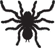 Vogelspin