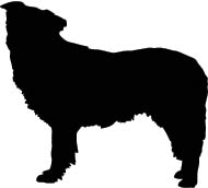 Hond