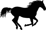Paard