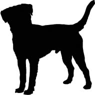 Hond